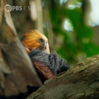 222K views · 6.9K reactions | A monkey-eating Harpy Eagle, 15 times the weight of a Lion Tamarin, circles a tamarin family. "Big Little Journeys" continues Wednesday, January 17 at 8/7c on PBS. | Nature | PBS | Facebook