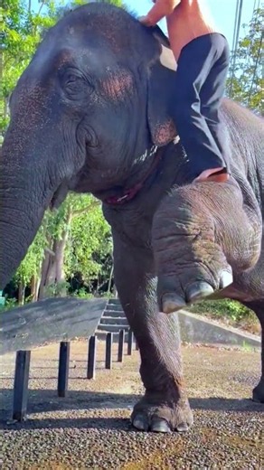 Chú Voi Thông Minh Giúp Cô Bé Lên Lưng! 🐘❤️