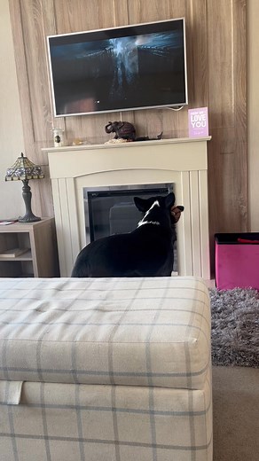 Barney watching his most favourite movie #TheCallOfTheWild #reaction #react Part 15 | Stephen Kelleher | Facebook