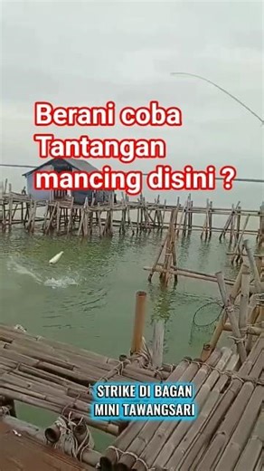 thousand stake fish aggregating device || #fishing #fish #barramundifishing