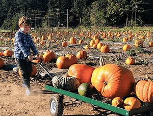 Celebrate Fall at these Kitsap Pumpkin Patches