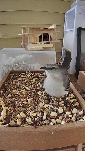 Beautiful hungry mockingbird bird eating at the feeder! #birds