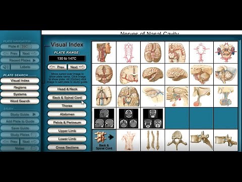 Download gratuito - Conheça o simulador Netter Interactive de Anatomia!