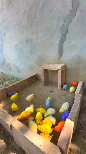 Colourful chicks new make house #reel#minivlogs#pet#petvlogs | Shughal Mela Pets