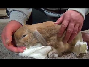 A cute spoiled rabbit growls and thumps when owner stops petting