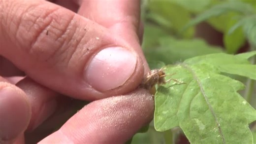 Israeli research finds that when plants talk, insects listen