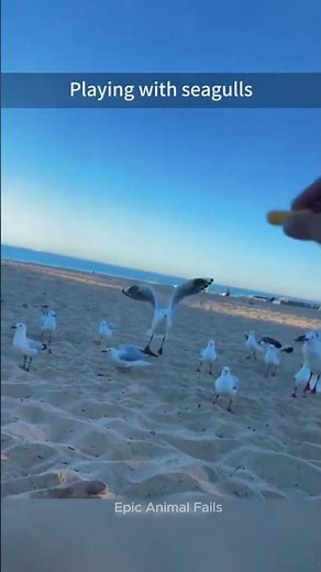 Hilarious Moments with Seagulls #Part 1