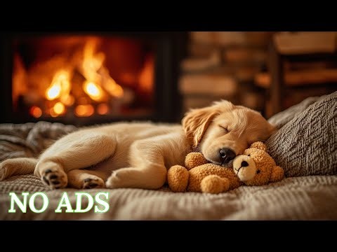 24-Hours of Healing Dog Music 🐶💖Calming Sounds for Dogs🎵💖Overnight Sleep Aid💖No Ads