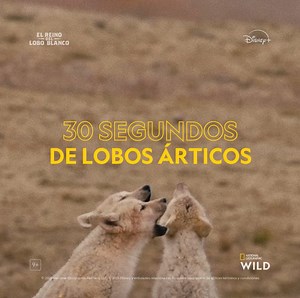 67K views · 1.9K reactions | El lobo ártico, también conocido como...