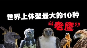 世界上现存体型最大的10种老鹰，秃鹫的可怕程度要远超我们的认知