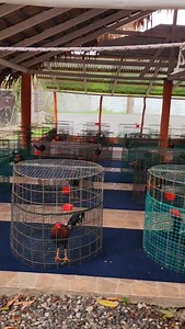 Duarte Janor on Instagram: "Los mas duros en gallos del pais"