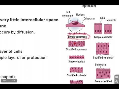 Tissue: Meaning, Types & Their Functions | BPED Paper 102