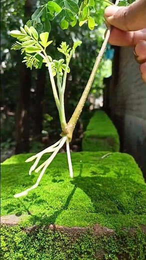 Fast Hacks to Grow More Drumsticks on Moringa Tree | How to Get Many Drumsticks at Home