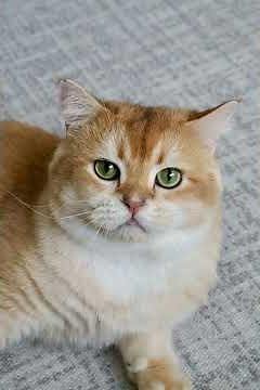 Mesmerizing cat eyes, beauty and mystery. Mystery and charm in every gaze.