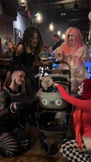 Anna Kreynina on Instagram: "Apollo partying at our favorite cocktail spot in Chicago @vitalogyondearborn 🥳 🍸 (not sponsored!!) with his new friends 🧡 Thank you so much for hosting us!! What a night to remember 💓 😂"