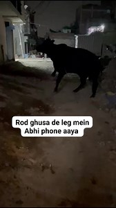 Just received request from greater noida to save Mahakal Nandi baba in whom leg a 5mm ROD has been inserted by miscreants. Cruelty at peak. | Gaunandisewa Hospital