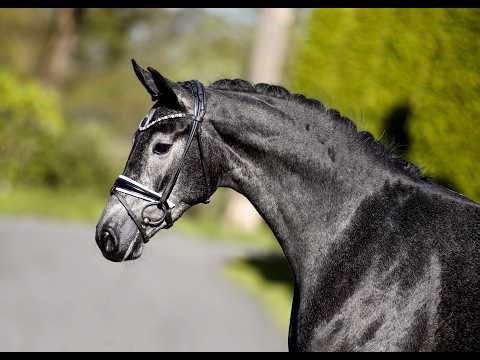 Blue Bell - 3yo grey mare by Bloomingdale out of De Niro