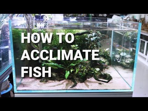Fish Acclimation Made Easy: A Step-by-Step Guide