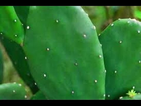 A Thornless Cactus - How to "Tree Form" A Cactus That WON'T Hurt You!