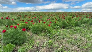 Spring bloom of the red book peony. Red Petals and yellow stamens on green leaves of flowers of Paeonia tenuifolia, a herbaceous species of peony: fern leaf peony.