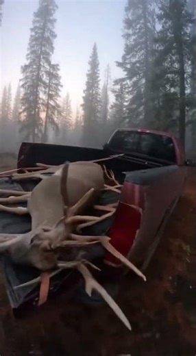 Mountain Lion STEALS Hunter's Deer