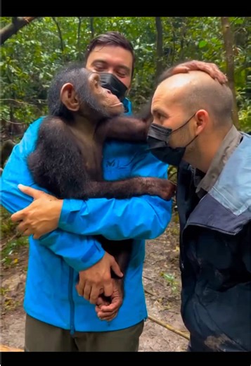 A magical moment deep in Uganda’s tropical rainforest.A curious juvenile chimpanzee approached a guest, eyes full of wonder, and gently placed both hands on his head - exploring, rubbing, connecting. Moments like this remind us that meaningful wildlife encounters aren’t about control or closeness — but about respect, patience, and knowing when to simply be present. In that stillness, trust has space to exist. Footage credit to @budongo_chimps_and_birds (IG handle) - follow David (Primatologist a