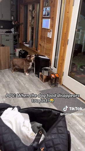 This Smart and Hilarious Australian Shepherd Will Make You Laugh!