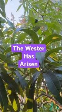 Wester is an Indochinese flavored mango.