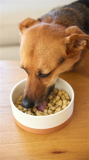 Spot & Tango on Instagram: "Not as quick as he used to be, but still has that old spark! 🥹⁠ ⁠ Permission to post from @godaandthedogs #dogmemes #funnydogs #funnydog #dogmeme #dogparent #doglover #dogs #dogsofinstagram #doglife #funnydogvideo #dog #puppy #puppymeme #puppymemes #meme #memes #dogparents #dogmom #dogcommunity #dogdad #relatable #petparent"