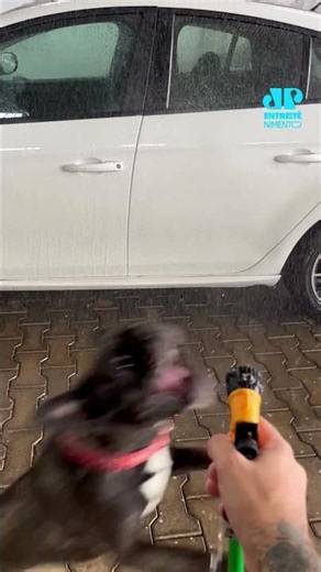 Vai que é sua! Cachorro tenta morder jato d’água durante brincadeira #shorts