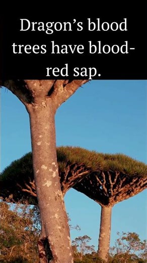 Dragon’s blood trees have blood-red sap