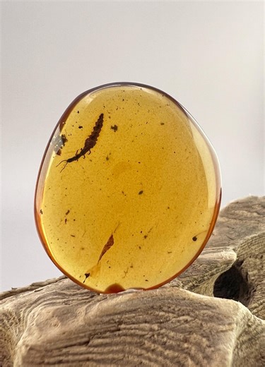 Snakefly Larva (raphidioptera): Burmite Amber From the Age of Dinosaurs - Etsy