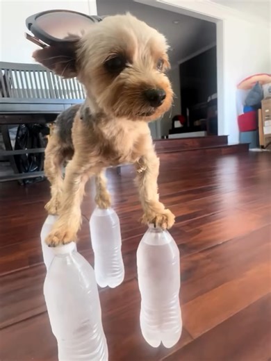 Funny Animal Compilation: Skills and Antics in 2026