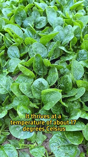 4.6K views · 53 reactions | What vegetables are suitable for planting in october garden plant farm agriculture gardening HappySoil | Farmer Dean | Facebook