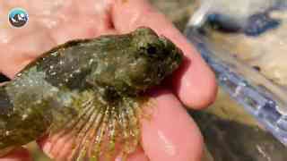 Creating a Tide Pool Aquarium at Home