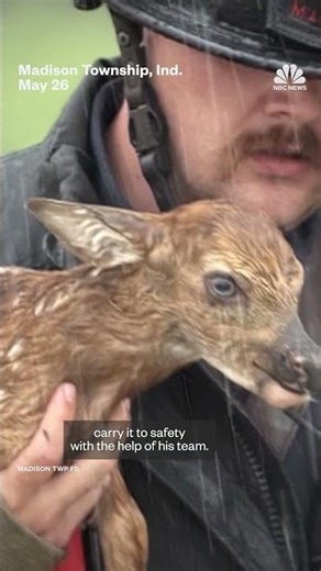 Indiana firefighters rescue baby deer from rushing waters