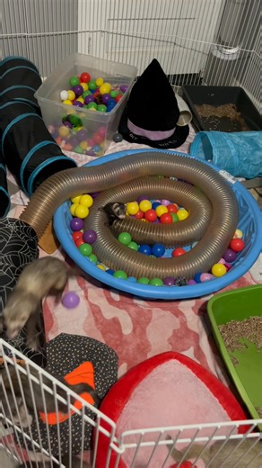 34 reactions | They’ve gone crazy! #ferrets #ferret #animals | Dawn Peters | Facebook