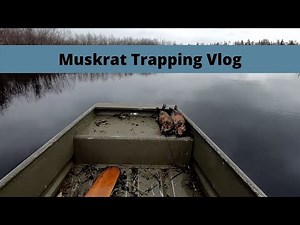 Muskrat Trapping: Procuring the Raw Materials of an RCMP Winter Hat