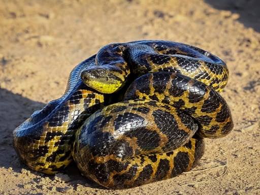 Yellow Anaconda Care Sheet | Reptiles' Cove