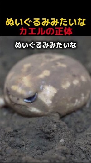 A frog with legs too short to jump!? #funny #animals