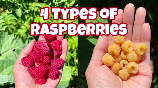 Here are the 4 types of raspberries we’re growing. #fyp #foryoupage #foryou #raspberries #raspberry #perennials #permaculture #gardening #growfoodnotlawns