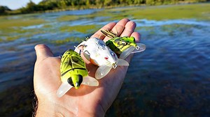 Innovative Amphibian Imitation: Evaluating New Frog Lures