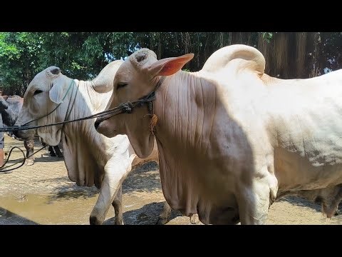 15 juta !! PO Super Calon Qurban Harga Murah Meriah !! Pasar Sapi Tuban 