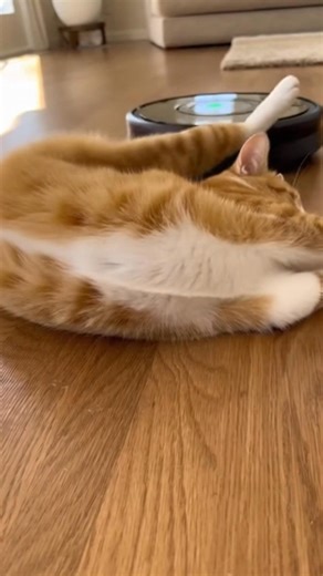 Lazy cat 😂 | Cute Cat Page