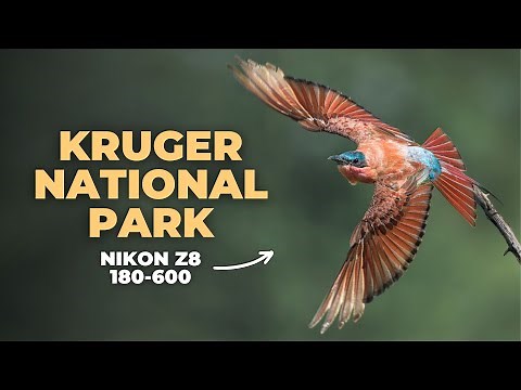 Wildlife Photography In The Kruger National Park | Nikon Z8 & 180-600 VR | Behind The Scenes