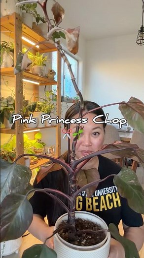 Chopping & Propagating Philodendron Pink Princess
