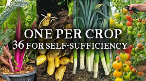 I found 36 vegetables for self-sufficiency