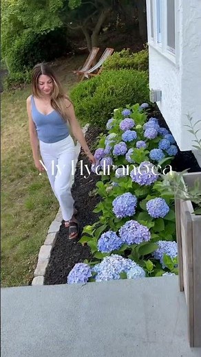 How to make Hydrangeas Blue