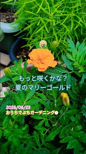 6/23 種から成長 マリーゴールド おうちでぷちガーデニング #花 #marigold #鉢植え #マリーゴールド #gardening #園芸初心者