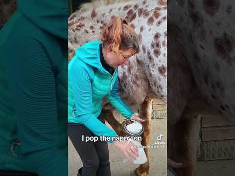 How to care for a horse How to poultice your horse's foot